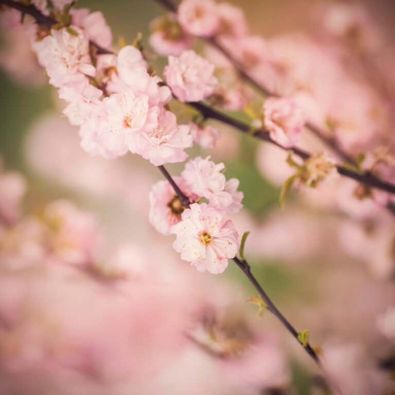 Cherry Blossom Season in Japan
