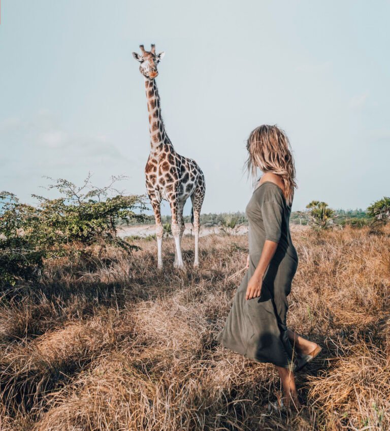 Majestic Giraffes in Tanzania